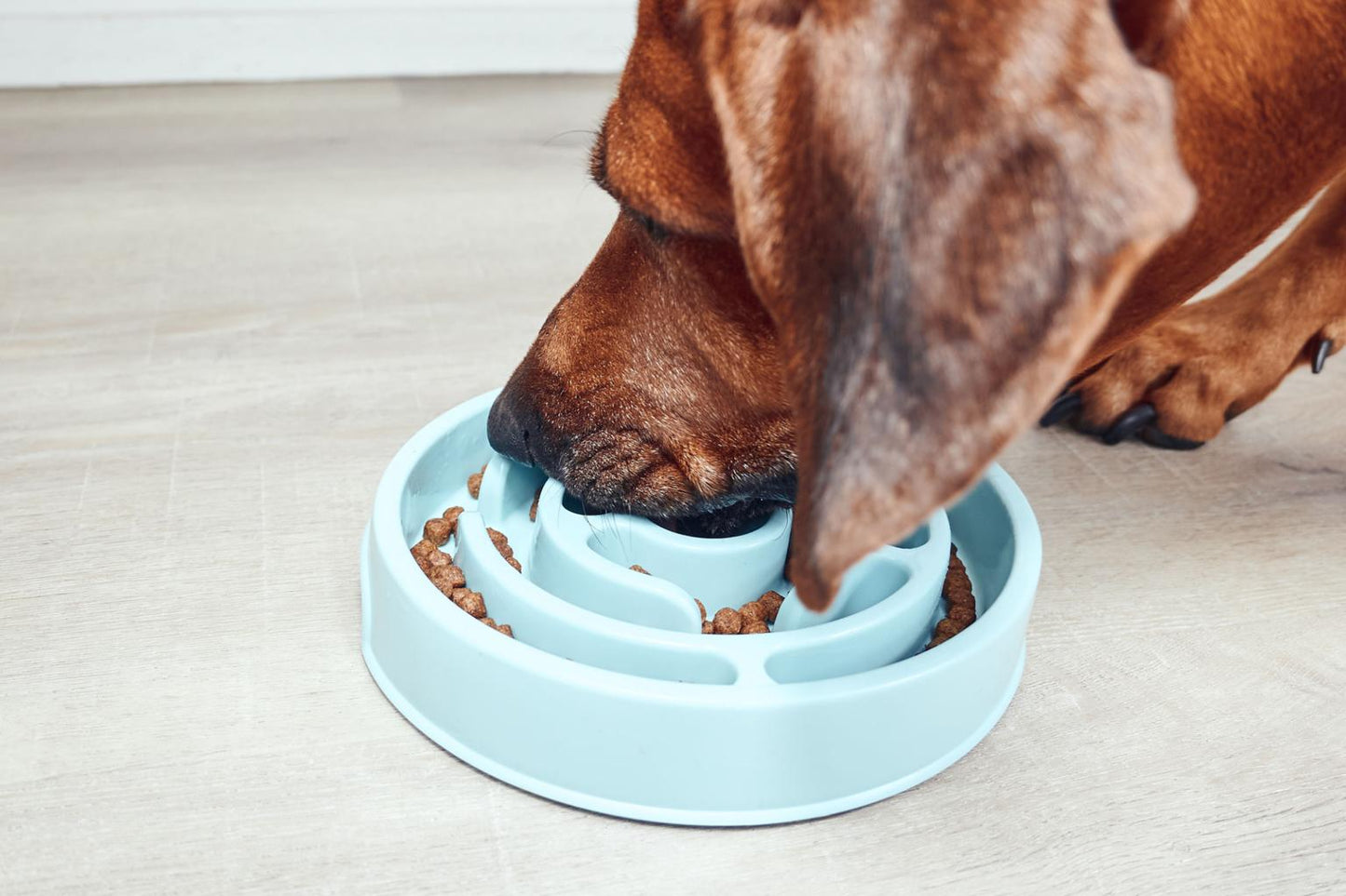 Slow Feeder Dog & Cat Bowl – Anti-Choking Puzzle Bowl for Healthy Digestion